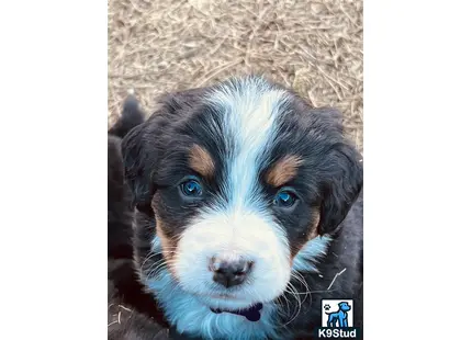 a bernese mountain dog dog lying on the ground